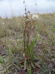 Erigeron acris podolicus