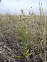Erigeron acris podolicus