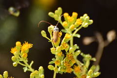 Crossidius suturalis