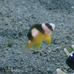 Amblypomacentrus breviceps