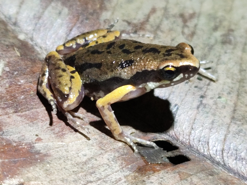 Micryletta thongphaphumensis