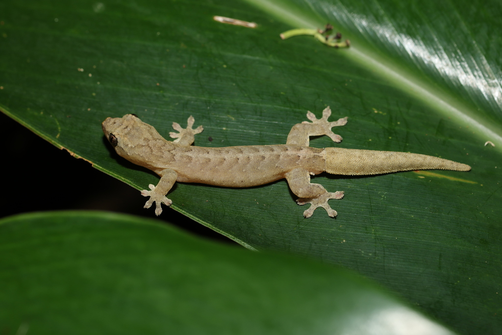 Lanyu Scaly-toed Gecko