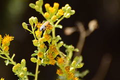 Crossidius suturalis