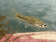 Fundulus diaphanus menona