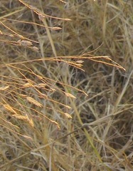 Eragrostis inamoena
