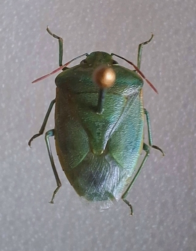 Acrosternum heegeri, Волгоградская обл., Россия, 400022, photo 7 of 10