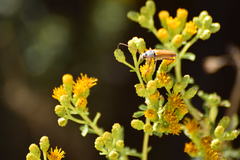 Crossidius suturalis