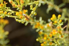 Crossidius suturalis