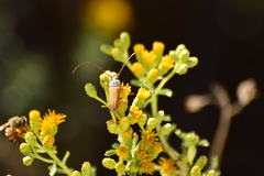 Crossidius suturalis