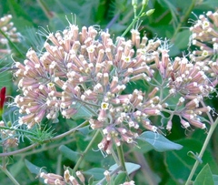 Salpianthus arenarius