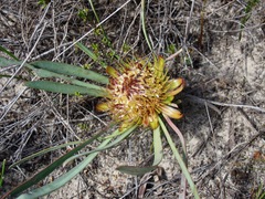 Protea angustata