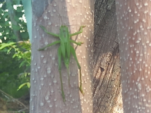 Great Green Bush-cricket
