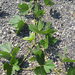 Pueraria montana thomsonii - Photo Oikeuksia ei pidätetä, lähettänyt 葉子