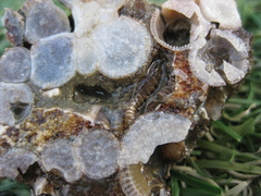 Fistulobalanus kondakovi