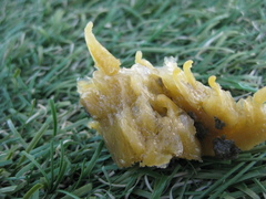 Ciocalypta penicillus