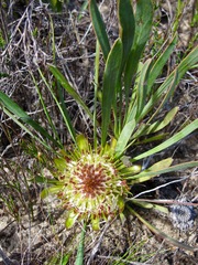 Protea angustata