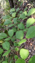 Rubus ellipticus obcordatus