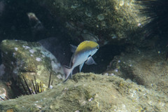 Chromis nitida