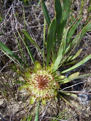 Protea angustata