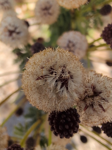 iNaturalist observation photo of White leadtree