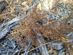 Galium porrigens porrigens