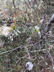 Hakea decurrens physocarpa