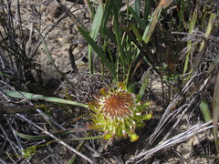 Protea angustata