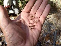 Galium porrigens porrigens