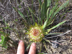 Protea angustata