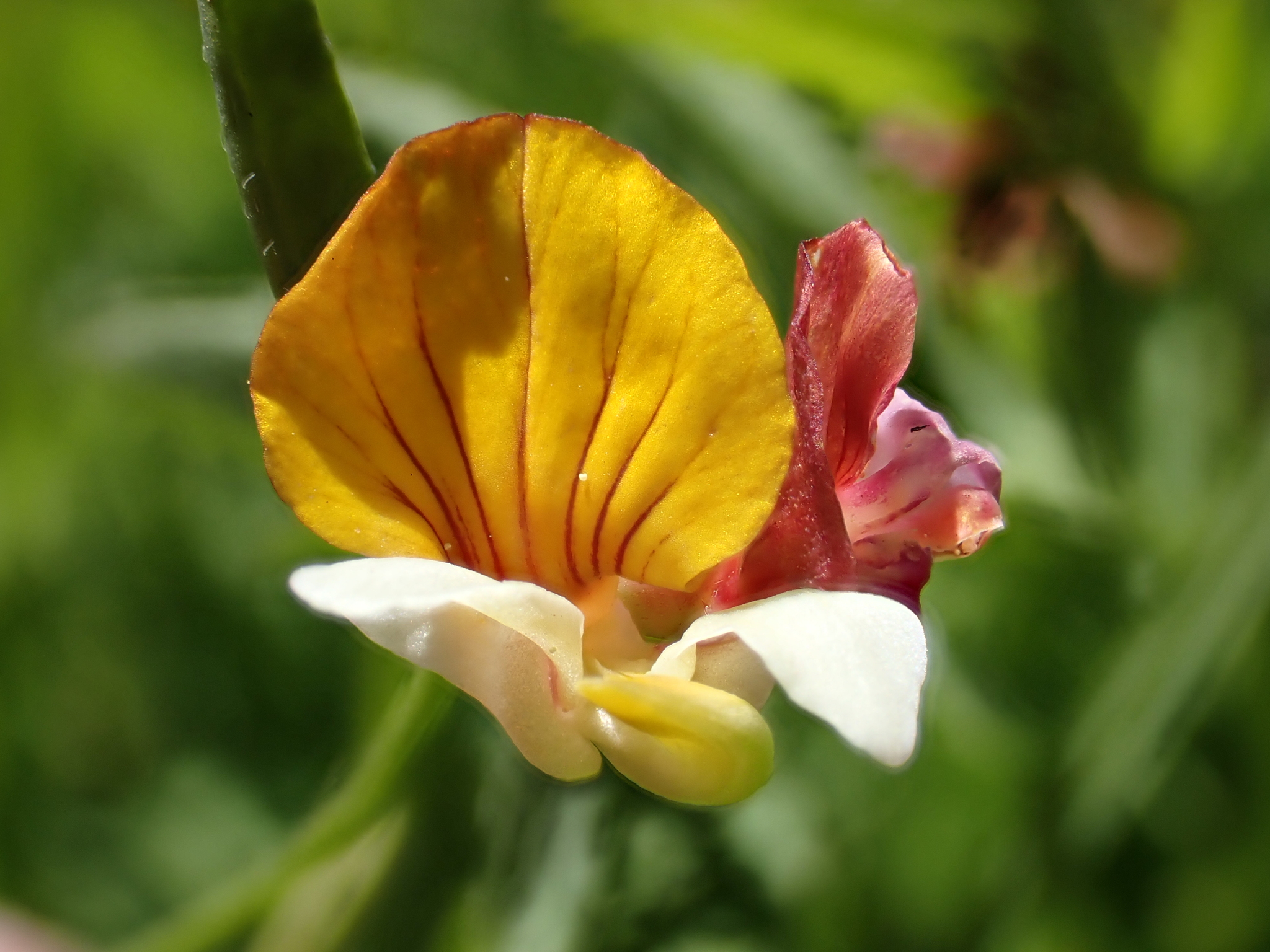 Hosackia oblongifolia var. cuprea