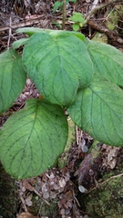 Cyrtandra platyphylla