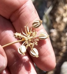 Tauschia arguta