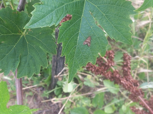 Dysauxes famula