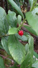 Vaccinium calycinum