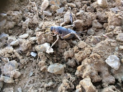 Deinacrida connectens