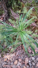 Cyperus meyenianus