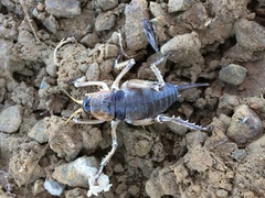 Deinacrida connectens