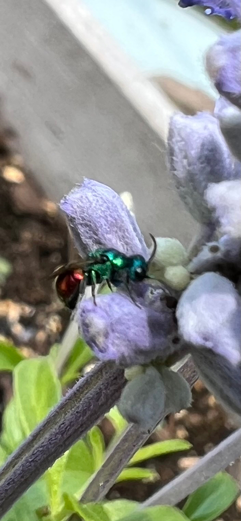 Pseudomalus auratus