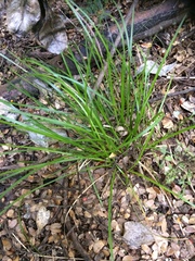 Carex uncinata