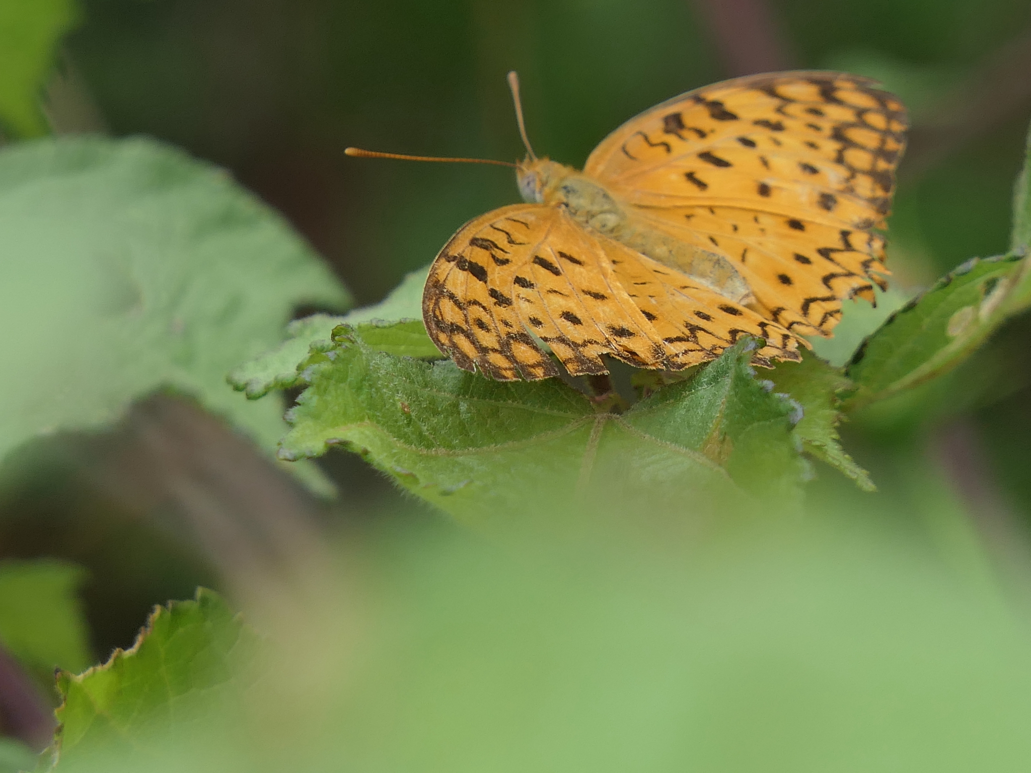 Common Leopard