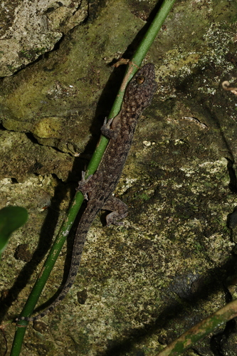 Botel Gecko, Gekko kikuchii