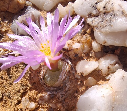 Ophthalmophyllum subfenestratum (Schwantes) Tischer
