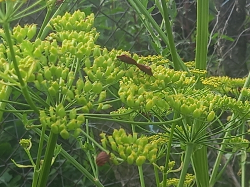Continental Striped Shield Bug