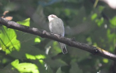 Ficedula