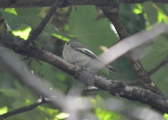 Ficedula