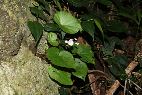 Begonia fenicis, photograph 6