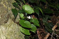 Begonia fenicis, photograph (c) 林正文, some rights reserved (CC BY)