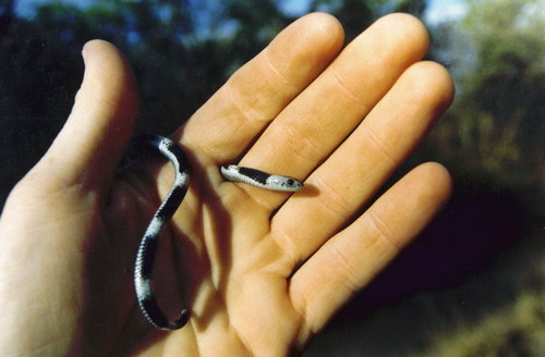 Elapsoidea boulengeri