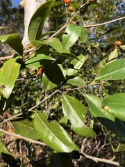 Petalostigma triloculare