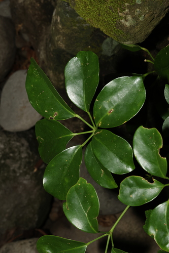 bungaruau (Heptapleurum ellipticum)